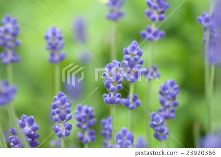 Lavender (bud) 23920366