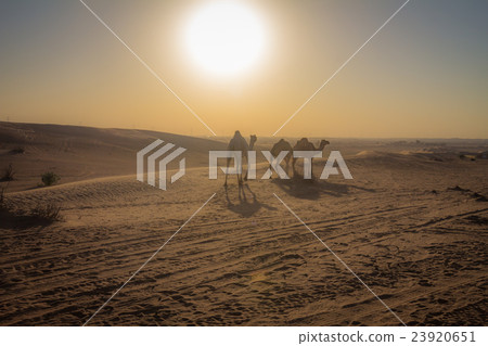 Camels in Dubai Desert Camels in Dubai Desert 23920651