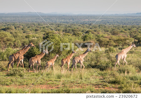 Giraffes in african safari 23920672