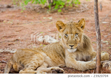 Resting lioness  23920704