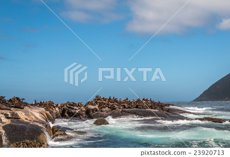 Sea lions in Cape town south Africa 23920713