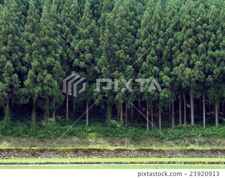 Spring-Year's Cedar Forest Spring-Year's Cedar Forest 23920913