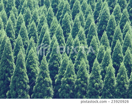 Spring-Year's Cedar Forest Spring-Year's Cedar Forest 23920926