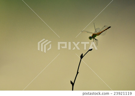 Dragonfly of perch 23921119
