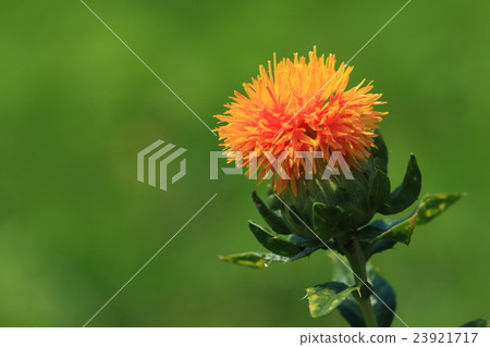 天然植物紅花 舊名稱是 南方花卉 因為只挑選花部分所以 照片素材 圖片 圖庫