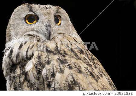 Siberian eagles 23921888