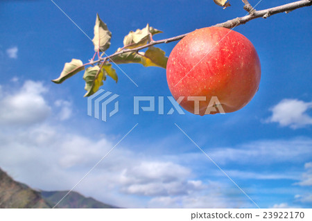 Apple farm Apple farm 23922170