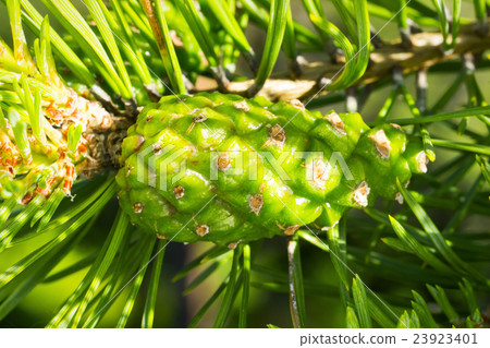 Green pine needle 23923401