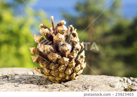 Pine cone on nature Pine cone on nature 23923403