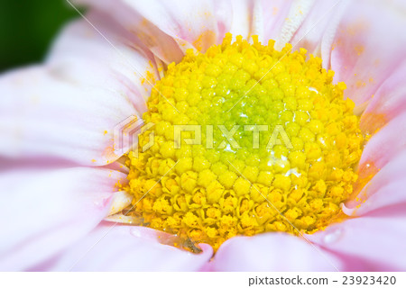 Close up yellow carpel 23923420