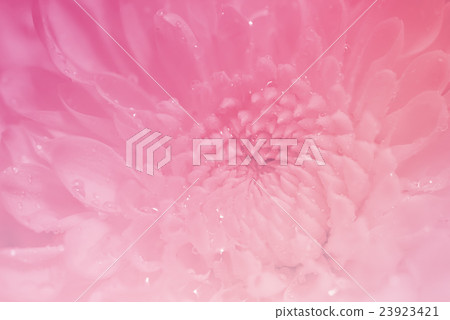 Close up of pink flower 23923421