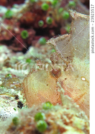 Hadakaokoze 23923517