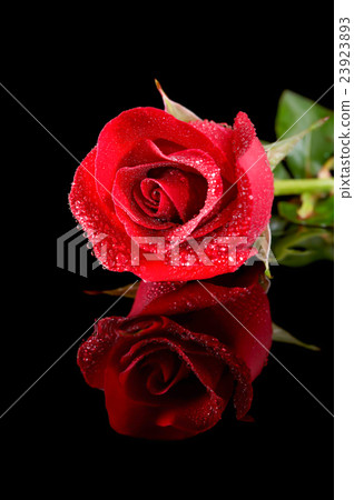 rose red close up 23923893