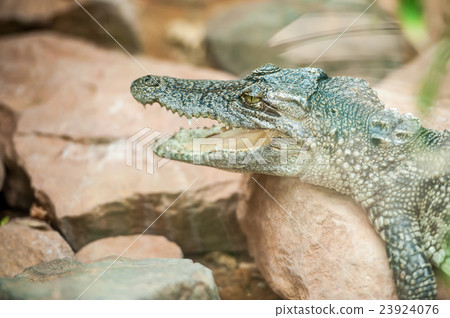 young crocodile 23924076