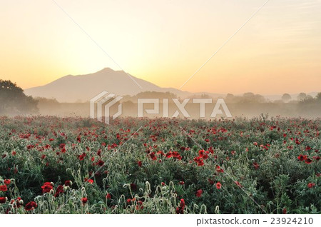 Morning poppy field Morning poppy field 23924210