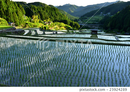 Dusk rice field 23924289