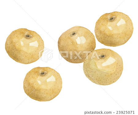 Toyomizu pear 23925071