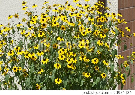 Rudbekia·Takao 23925124