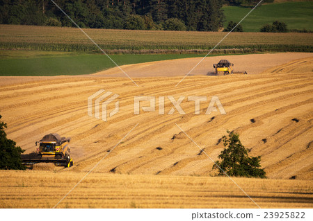 Yellow harvester combine on field harvesting wheat 23925822