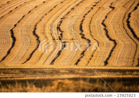 harvested field with straw lines harvested field with straw lines 23925823