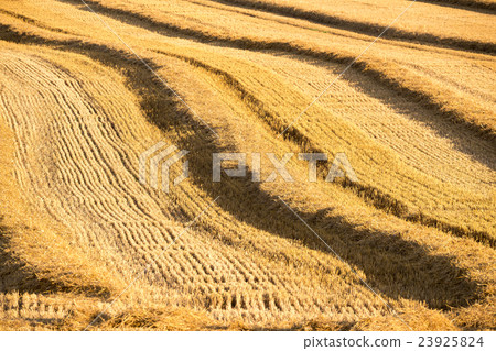 harvested field with straw lines harvested field with straw lines 23925824