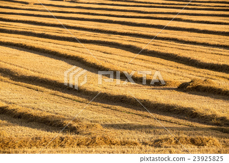 harvested field with straw lines harvested field with straw lines 23925825