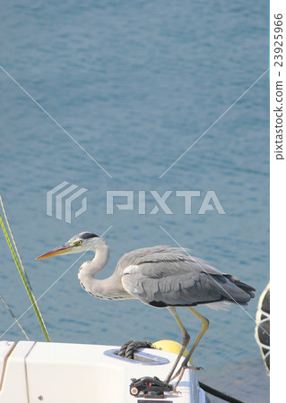 蒼鷺 23925966