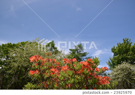 Renge azalea and blue sky 23925970