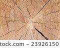 Beautiful slice of pine wood, large rings texture. 23926150