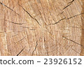 Beautiful slice of pine wood, large rings texture. 23926152