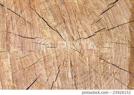 Beautiful slice of pine wood, large rings texture. Beautiful slice of pine wood, large rings texture. 23926152