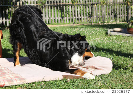 Nice bernesse mountain dog playing on blanket Nice bernesse mountain dog playing on blanket 23926177