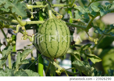 Kodama watermelon's family garden 23926290