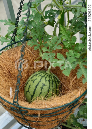 Kodama watermelon's family garden Kodama watermelon's family garden 23926292