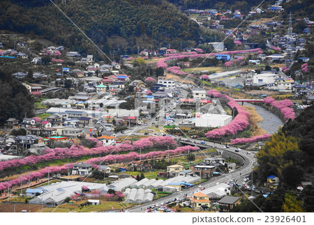 明信片大小·Minamiizu 13 Kawazu櫻花節 明信片大小·Minamiizu 13 Kawazu櫻花節 23926401