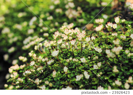 Postcard Size · Hananeko Nome · Yukinoshita Department 73 Mt. Takao · Hasawa 23926423