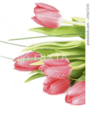 Spring Tulips Spring Tulips 23927243