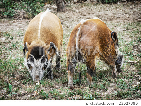 Pair of Red river hog - Potamochoerus porcus Pair of Red river hog - Potamochoerus porcus 23927389