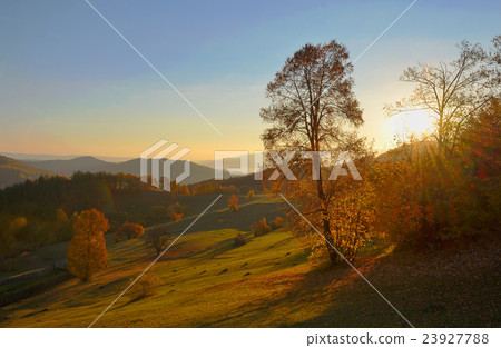 birch forest in sunny autumn birch forest in sunny autumn 23927788