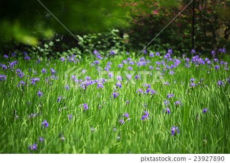 Okoda shrine's oak treeta 23927890