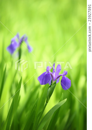 Okoda shrine's oak treeta 23927891