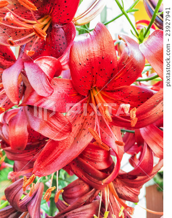 Red lily flowers background Red lily flowers background 23927941