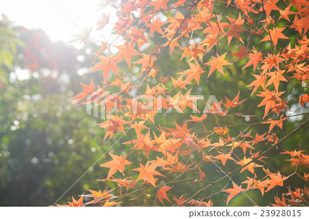 Autumn leaves 23928015