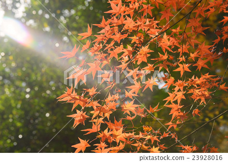 Autumn leaves 23928016
