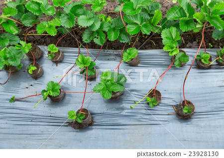 Strawberries growing Strawberries growing 23928130