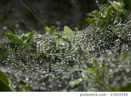Web, rain and bush Web, rain and bush 23928580
