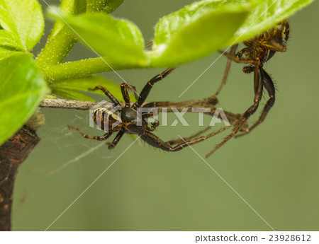 Two spiders battle 23928612