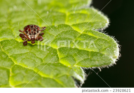 Tick on leaf Tick on leaf 23928621