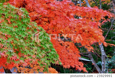 雙色混合楓木 23929991