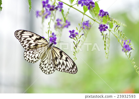 Taiwan Forsythia's flower nectar smoked oogo madara 23932593